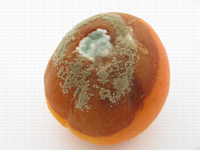 Abricot, tache de pourriture-moisissure bien développée due à Monilia et Penicillium